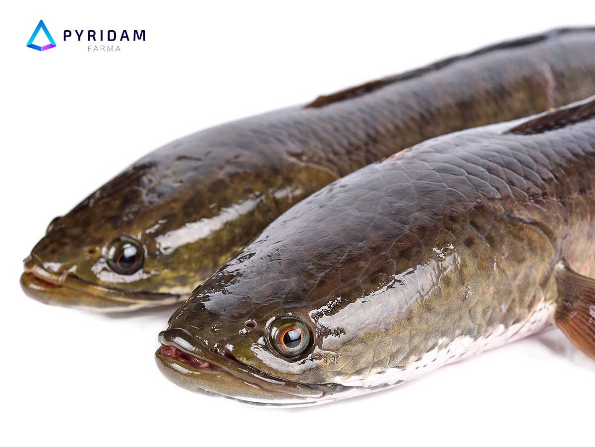 Kaya Kandungan Albumin! Ini 5 Manfaat Ikan Gabus yang Mengejutkan bagi Kesehatan Kaya Kandungan Albumin! Ini 5 Manfaat Ikan Gabus yang Mengejutkan bagi Kesehatan