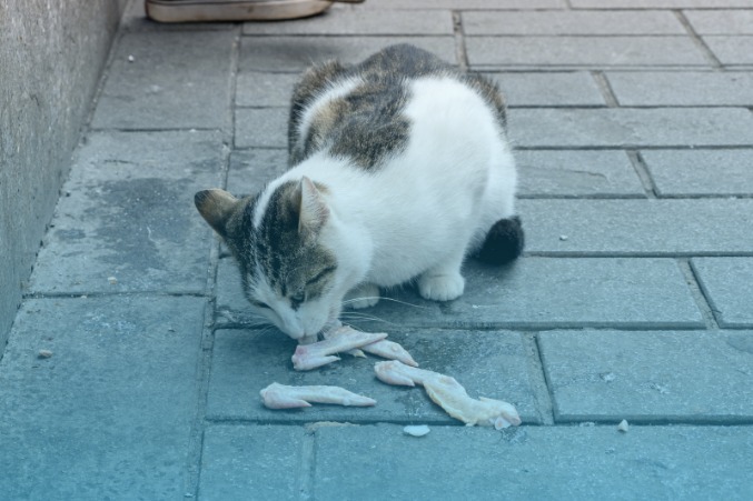 Condition of stray cats in Tangerang traditional market Condition of stray cats in Tangerang traditional market