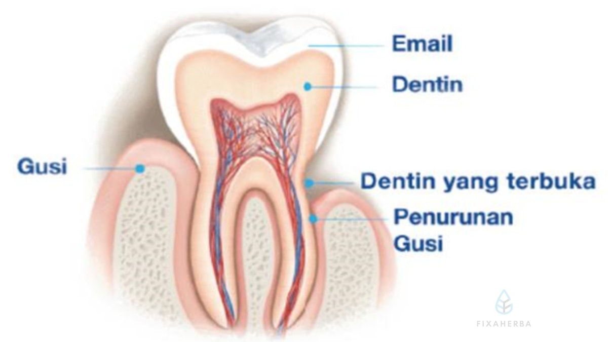 jaringan pada gigi