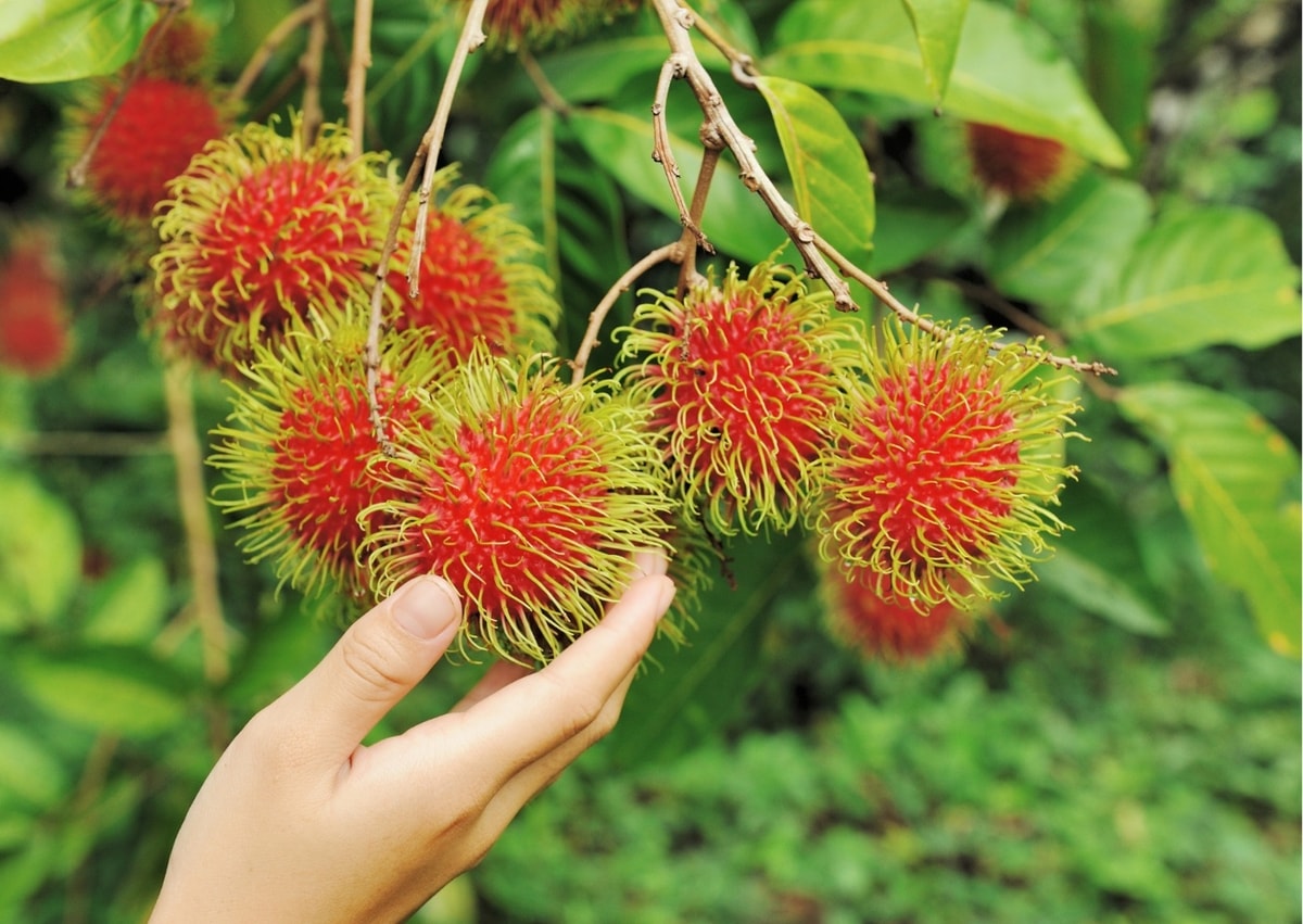 Waspada! Konon Katanya Buah Ini Dilarang Dikonsumsi Saat Hamil!