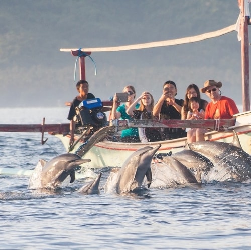 Atraksi Lumba-Lumba Liar di Pantai Lovina Bali
