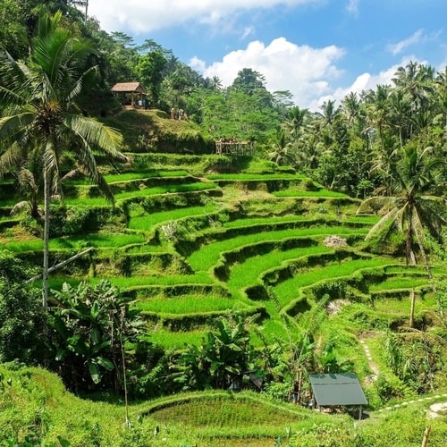 Pemandangan Sawah Terasering Tegallalang Ubud Paket Tour Bali 1 Hari