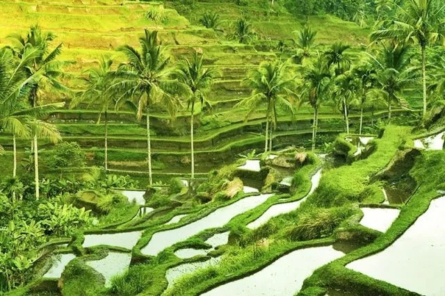 Teras Sawah Tegallalang, atau Tegallalang Rice Terrace, adalah destinasi wisata yang terkenal di Bali, khususnya di Ubud. Keunikan teras sawah ini terletak pada keindahan lanskapnya yang terasering rapi, seperti tangga dengan hamparan sawah hijau yang membentang.