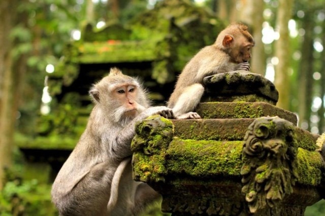 Mandala Suci Wenara Wana atau disebut juga Monkey Forest Ubud merupakan sebuah tempat cagar alam dan kompleks candi yang terletak di desa Padangtegal Ubud, Bali. Di tempat ini mempunyai kurang lebih 749 ekor monyet ekor Panjang.
