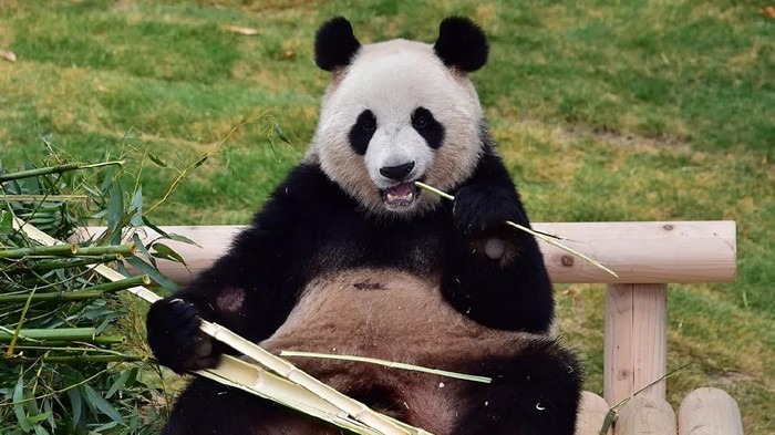 10 Penyebab Mata panda dan Solusinya agar Wajah Terlihat Cerah