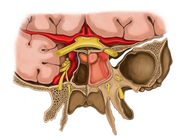 kelenjar pituitary