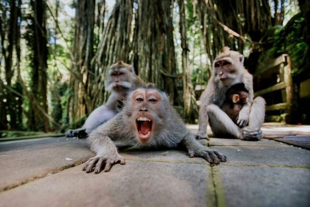 Suaka Hutan Monyet Suci adalah cagar alam dan kompleks pura di Ubud, Bali, Indonesia. Tempat ini juga dikenal sebagai Hutan Monyet Ubud. Suaka ini merupakan rumah bagi lebih dari 1.260 monyet ekor panjang, yang dianggap suci oleh masyarakat Bali setempat.