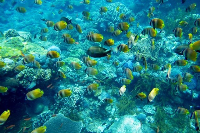 Wall Point memang cocok untuk lokasi snorkeling karena lautnya yang dangkal, Anda bisa langsung melihat indahnya terumbu karang yang dihiasi dengan warna warni ikan tanpa harus menyelam terlalu dalam.